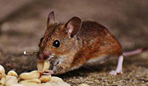 24 Hour & Emergency Exterminators in Boaz, AL